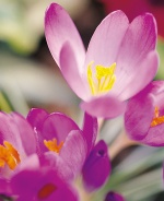 Ruby Giant Crocus, thanks to Rotary
