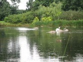 Kingsgate Park, Yate: lake